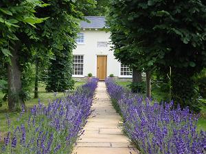 The Old Chapel in summer The Old Chapel in summer with the lavender in bloom